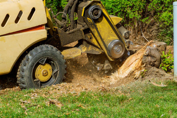 Emergency Storm Tree Removal